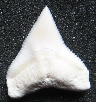 Zub - Žralok bělavý