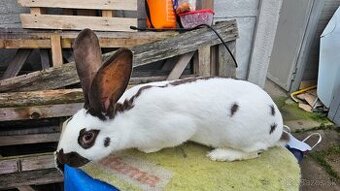 Nemecky obrovity strakac havana samice