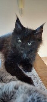 Mainska myvalia maine coon