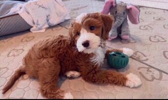 Šteniatka Golden Doodle na adopciu.