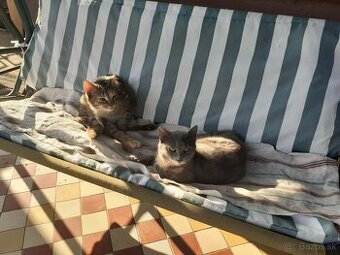 Darujem dve mačičky