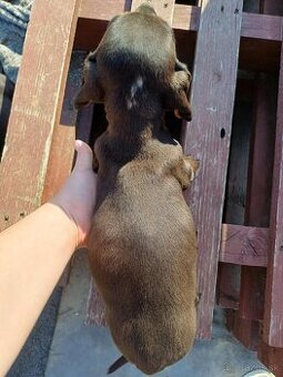 Šteniatka jazvečíka