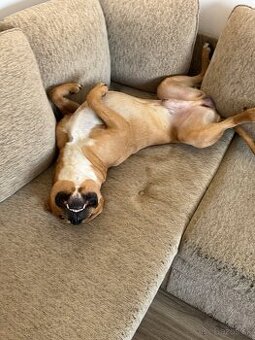 Darujem PSA do dobrich ruk