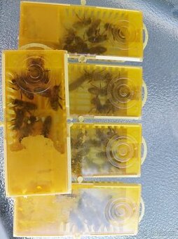 Predám včelie matky