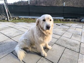 Zlatý retriever na predaj.