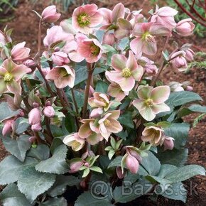 Helleborus čemerica
