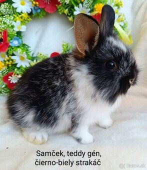 Zakrslý králik teddy gén s VP - samček a samička