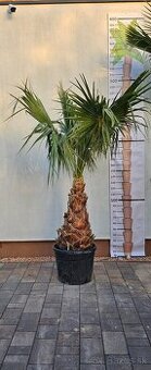 Palma 7 Washingtonia Filibusta
