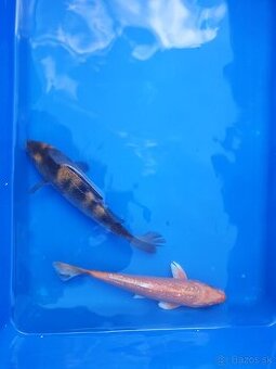 Koi kapre