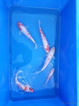 Koi kapre - 1