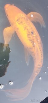 Koi kapre