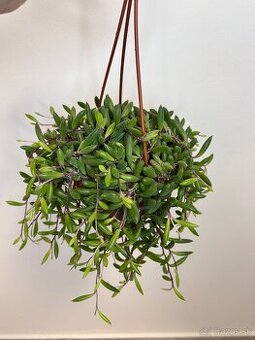 Senecio herreianus ‘Purple Flush