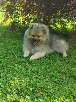 Pomeranian