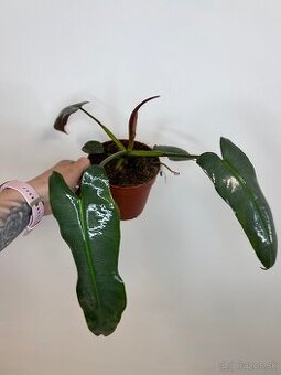 Philodendron Atabapoense