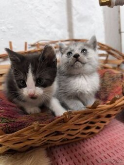 1/2 Mainská mývalia mačka/kocúr  (Maine Coon) - 1