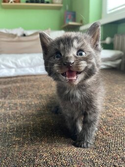 1/2 Mainská mývalia mačka/kocúr  (Maine Coon)