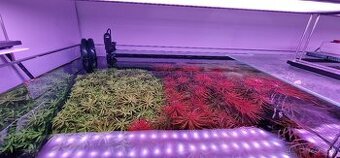 limnophila aromatica mini