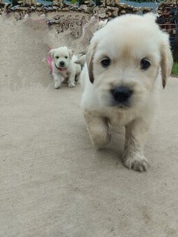 Zlatý retriever