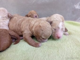 Maltipoo šteniatka