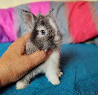 malí levíkovia:cena aj s klietkou,príslušenstvom a očkovaním
