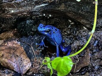 Pralesnička azúrova (Dendrobates tinctorius azureus)