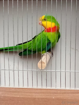 Papagaj nádherný -Baraband - samec