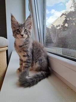 Mainska myvalia s PP