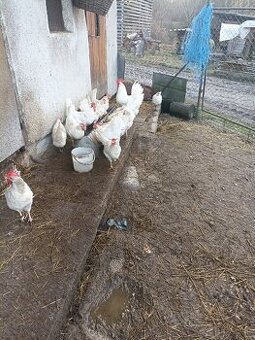 Leghorn a vlaška rodofarebná - 1