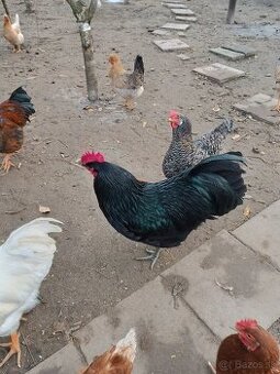 Predám kohútov, kohúty, kohúta alebo vymením za zrno
