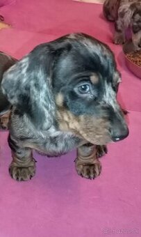 Jazvečík trpasličì merle