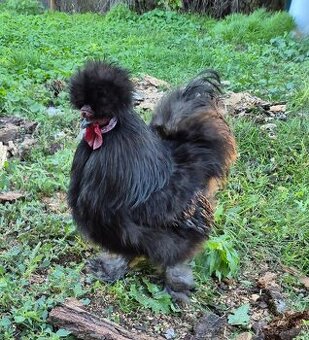 Kohút hodvábničky Eduard