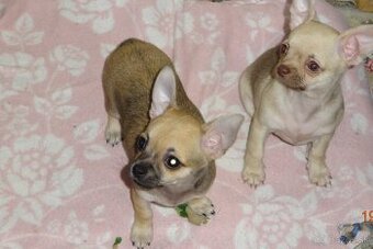 čivava krátkosrstá