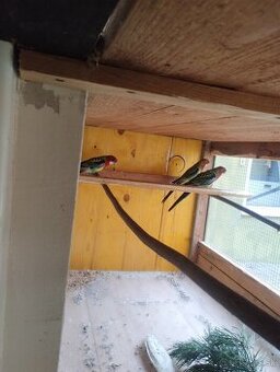 Rozela pestrá, rozela červená