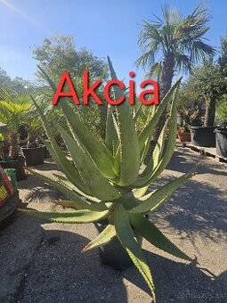 Citrusy palmy olivovniky bananovniky juky agave