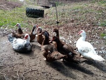 NV pižmová kačica