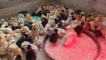 Predám kuriatka rôzne vakcinovane cena 1,7€ dohoda