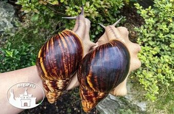 Africké slimáky Archachatina marginata ovum XXL / terárium