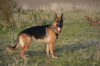 Nemecký ovčiak