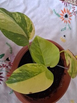 Monstera aurea marmorata