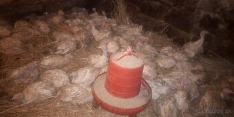 Predám 8 tyždňové morky mäsove plemeno big 6