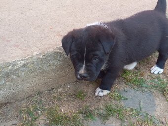 Labrador krížený so špringel španielom