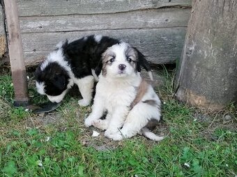 Predám kríženec Bernardín a Slovenský čuvač