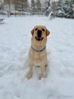 Labrador