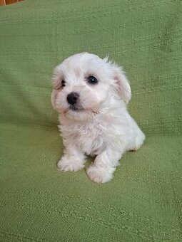Maltez maltezak