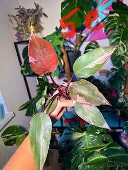 Rastliny Philodendron Pink Princess