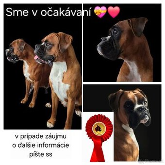 nemecký boxer - šteniatka (predbežná rezervácia)