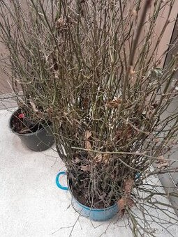 Predam sadenice buk lesny