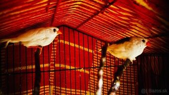 Zebricky austrálske