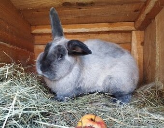 KUNÍ VEĽKÝ MODRÝ - samec s rodokmeňom