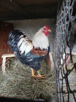 Zdrobnelá wyandotka lososová